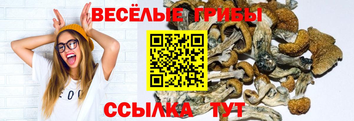 Псилоцибиновые грибы Cubensis  закладка  Светлоград  Вход с VPN 